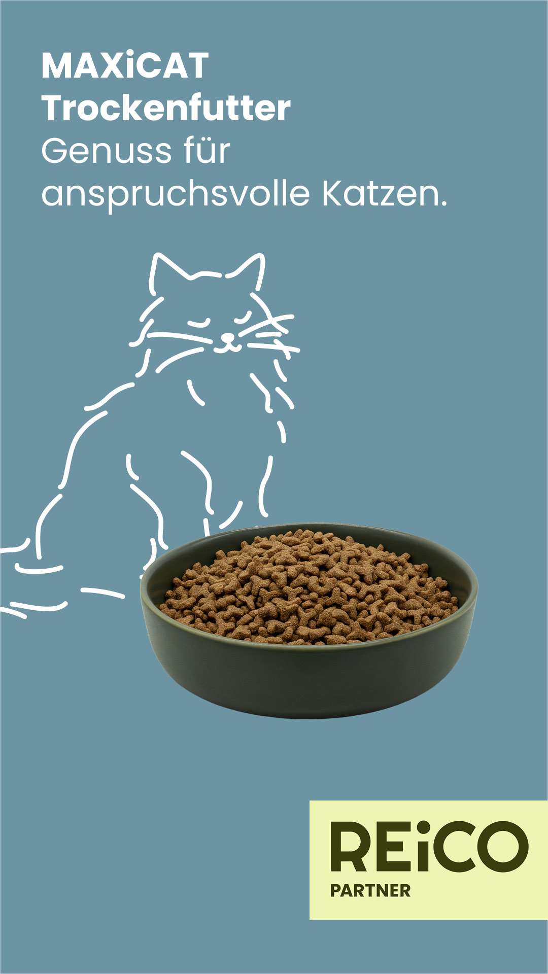 reico Katzen 1